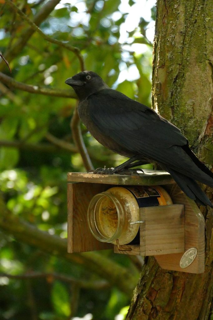 Vogelpindakaas in voederhouder aangeboden aan tuinvogels als energierijke voedselbron