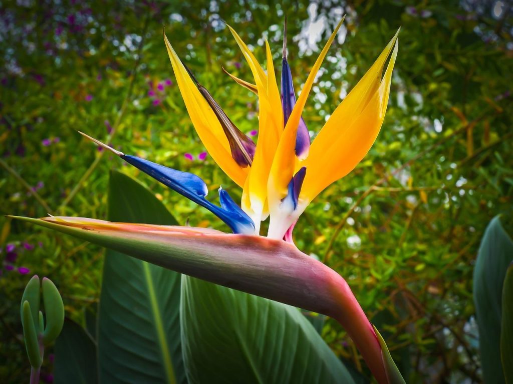 Strelitzia nicolai paradijsvogelplant in witte pot met groot blad als decoratie in modern interieur