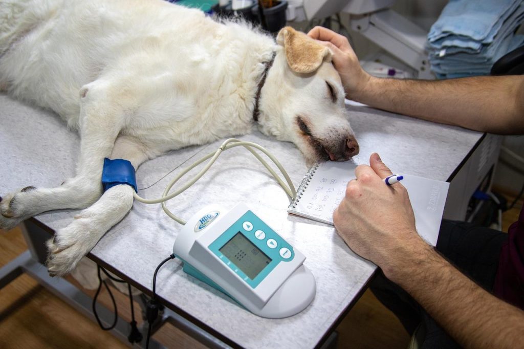 Dierenarts in Zoetermeer voert controle uit op huisdier voor preventieve zorg en gezondheidsmonitoring
