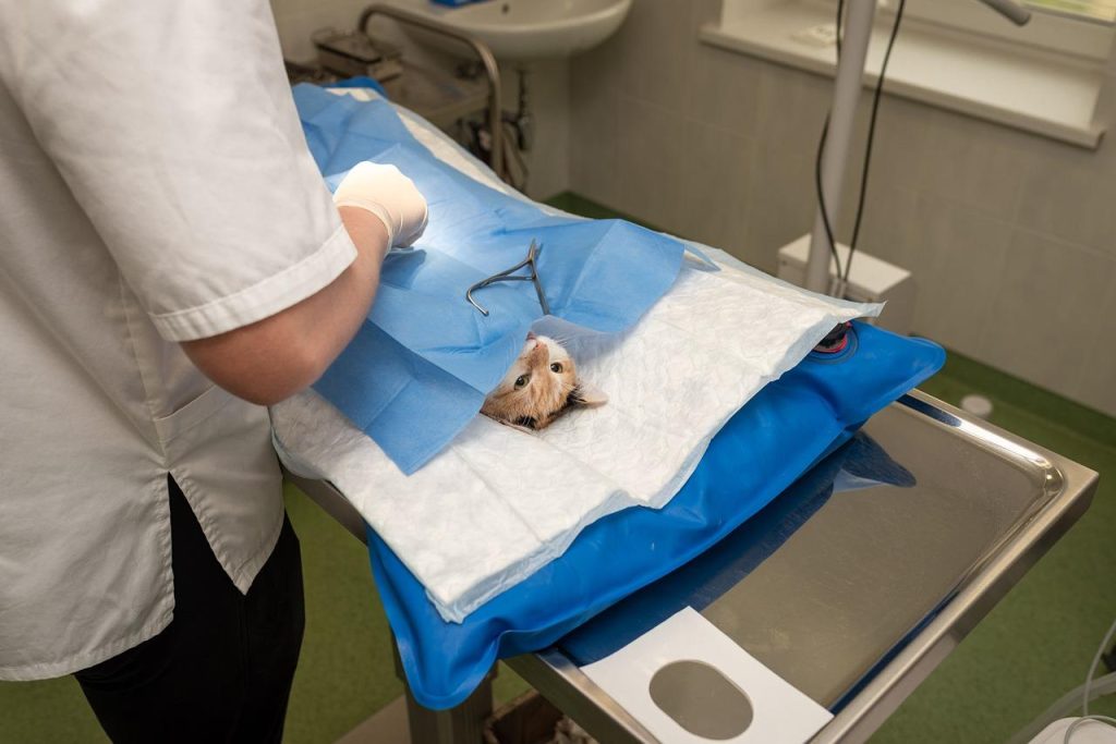 Dierenarts in Houten - Professionele veterinaire zorg en welzijnsdiensten voor huisdieren