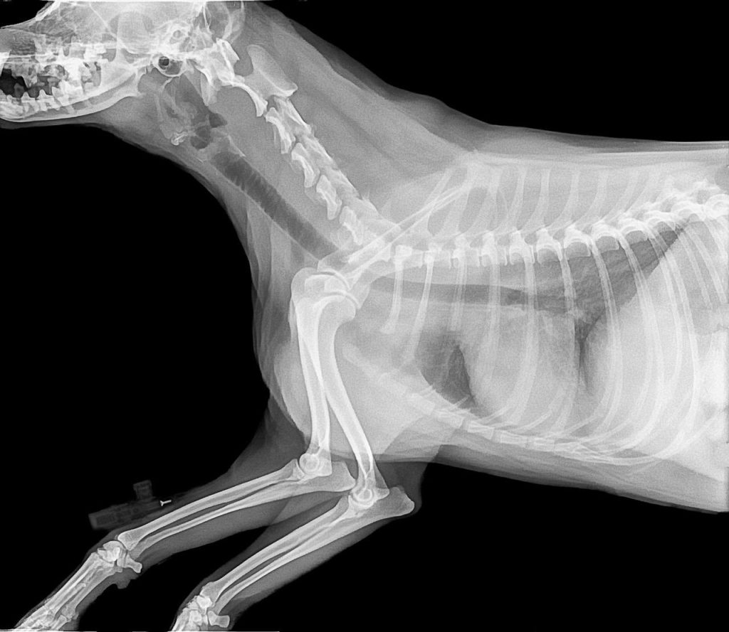 Dierenkliniek in Drachten biedt uitgebreide veterinaire zorg voor huisdieren met gespecialiseerde behandelingen